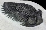 Coltraneia Trilobite Fossil - Huge Faceted Eyes #107059-1